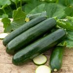 Potagères - Courgette Verte Noire Maraîchère - face recto